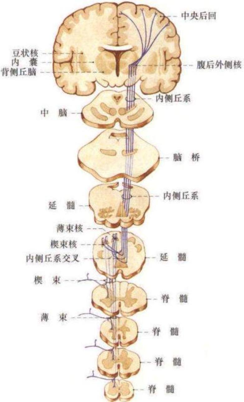 如下图:视觉传入系统,如下图:人体通过视觉,本体觉(位置觉和运动觉)和
