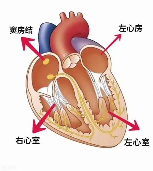 窦房结体表投影位置图片