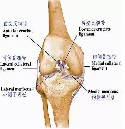 前交叉韧带起止点图片