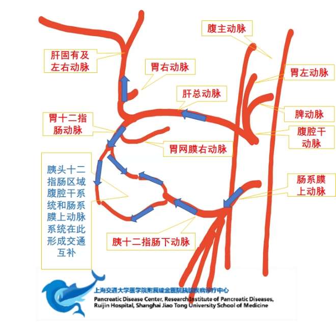 侵犯腹腔干肝总动脉的胰体癌手术选择