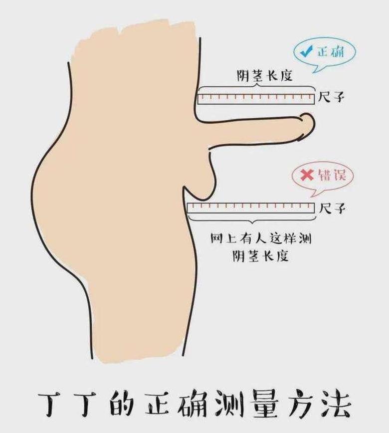 丁丁一般发育到几岁