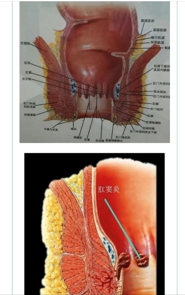 肛窦解剖图片
