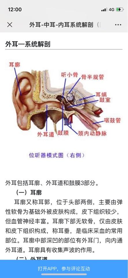 耵聍腺位置图片