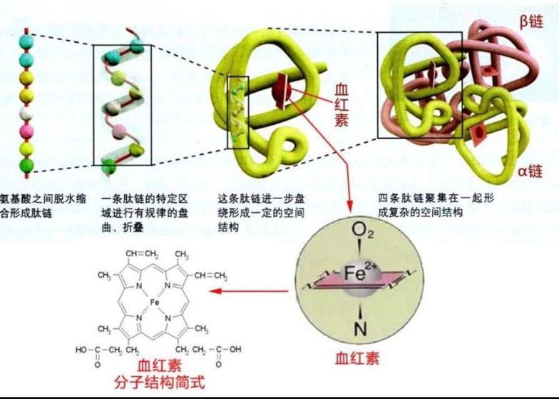 胆红素是体内血红素(铁卟啉化合物)的主要代谢产物,可引起脑,神经等的