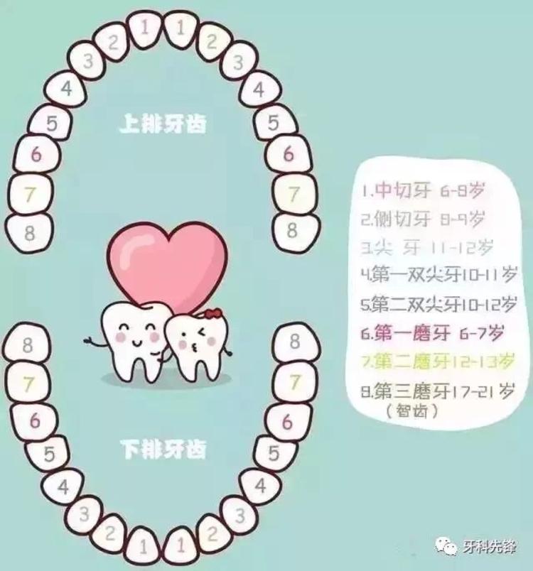 宝宝换牙时间表,换牙期家长必须储备的最
