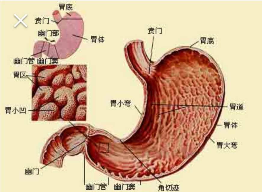 消化性溃疡科普