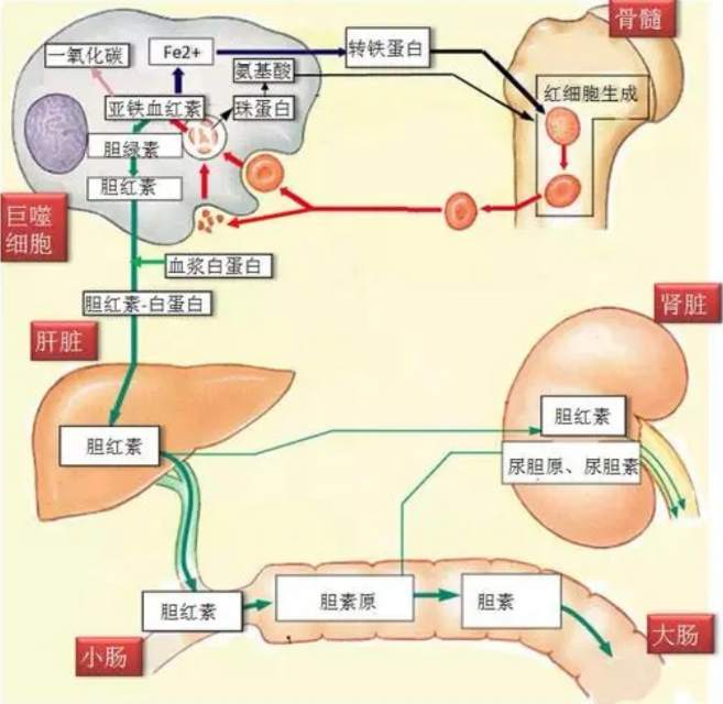 肝的血液循环途径图片