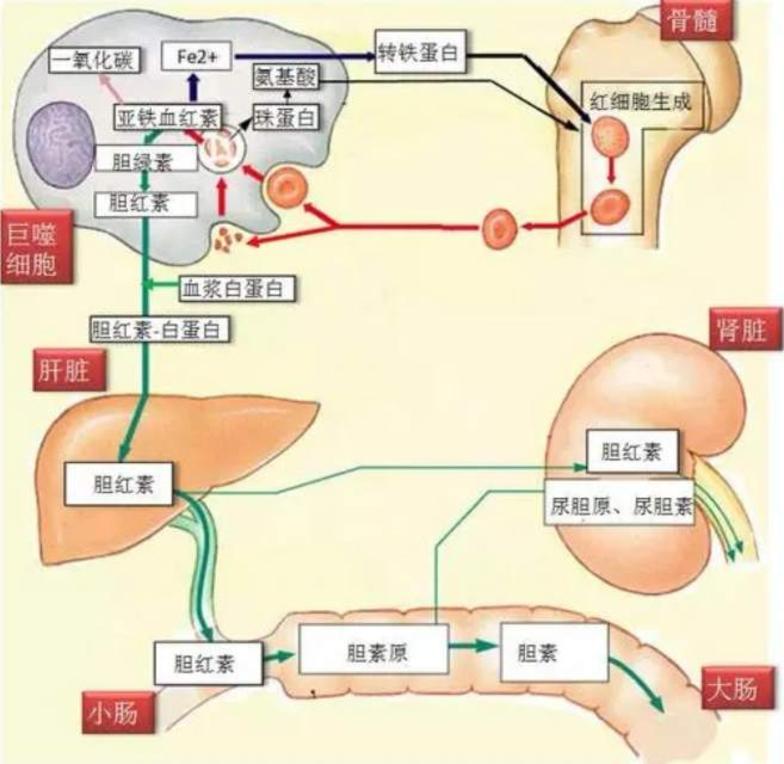 结合胆红素的肠肝循环:三种类型黄疸的鉴别:出现隐性黄疸,显性