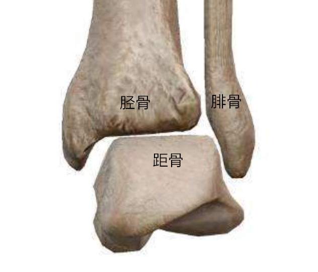 反复踝关节扭伤到底是怎么回事