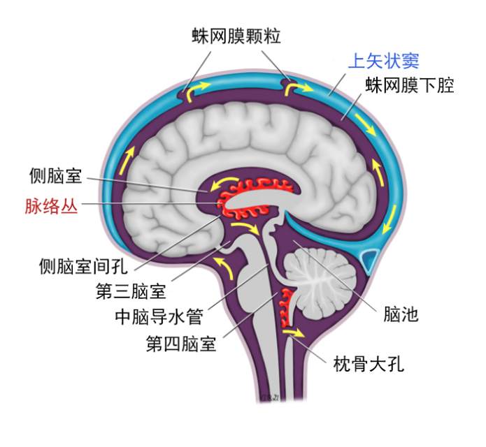 通过两边对称的侧脑室流入三脑室,经过狭窄的中脑导水管流入第四脑室