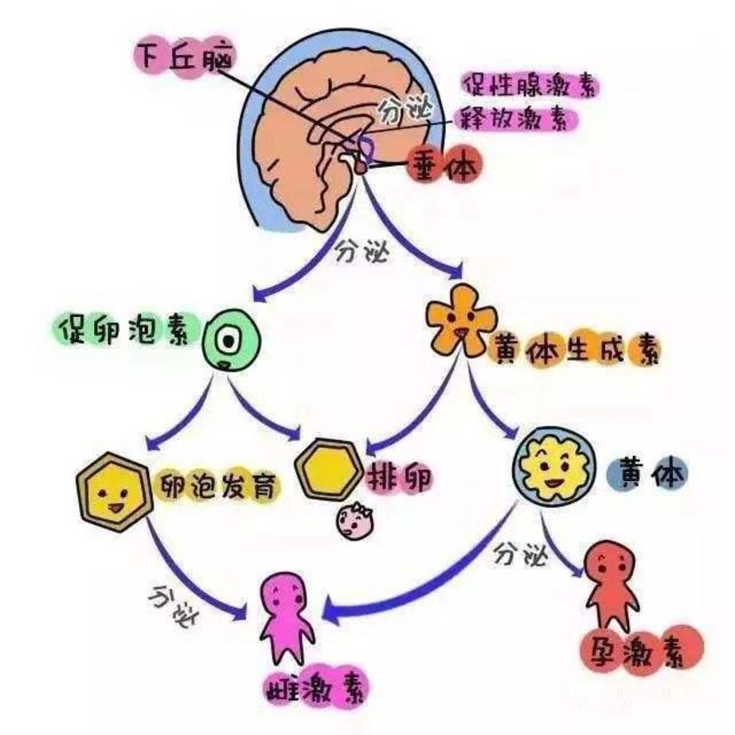 为什么卵巢功能衰退会出现fsh值升高