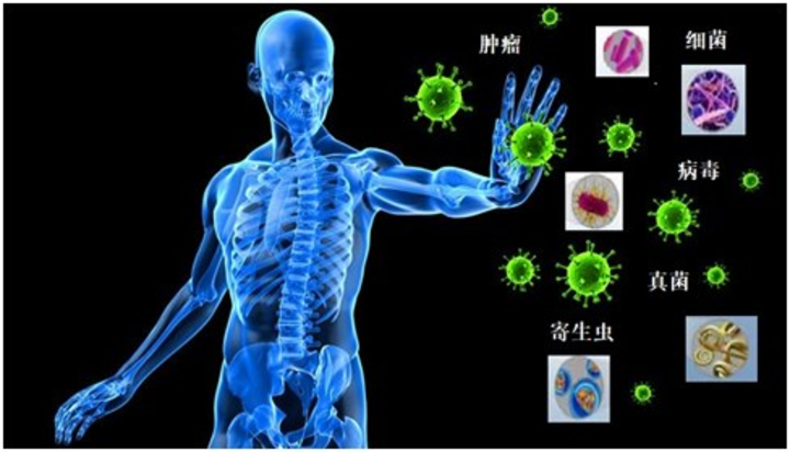 免疫系统和常见免疫性疾病系列免疫系统的组成和功能