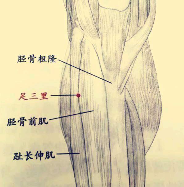 足三里穴属足阳明胃经,位于外膝眼下3寸,距胫骨前缘约一横指处.
