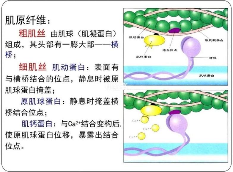 當心肌細胞損傷時,心肌肌鈣蛋白便釋放入血.血液