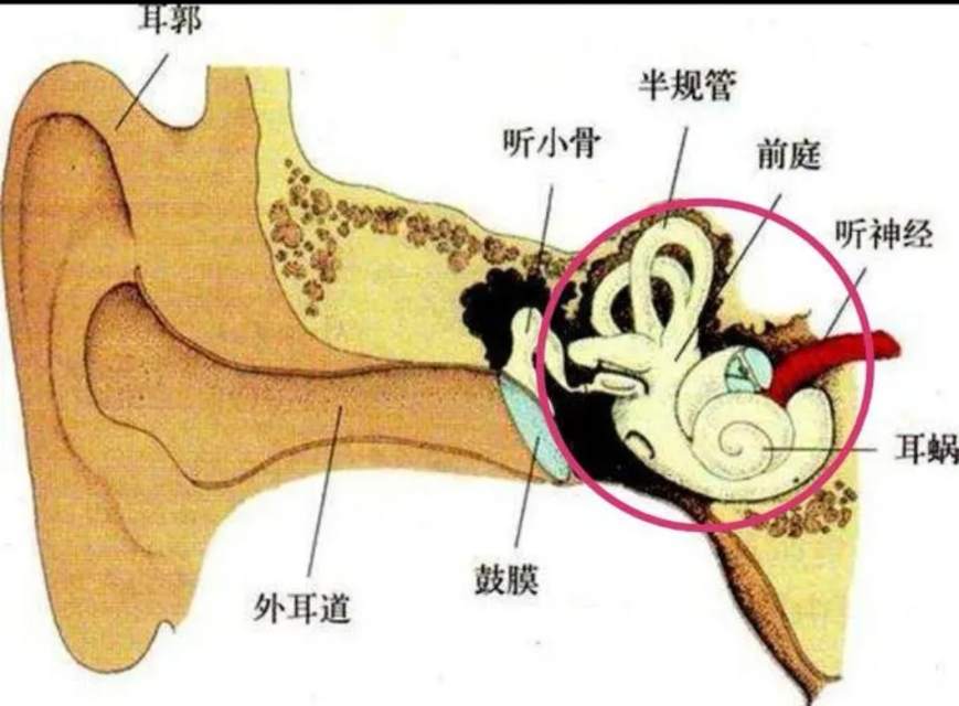 内耳前庭器官(由半规管,椭圆囊和球囊组成,主要功能是感受机体姿势和