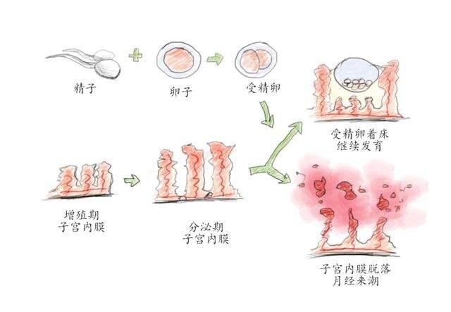 三,月经是怎么形成的一般认为一次月经量少于20ml为月经过少.