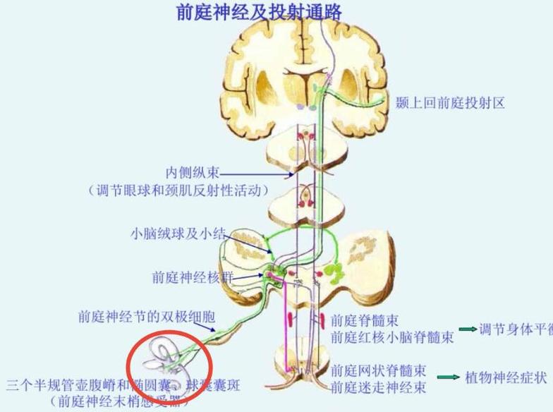 以及头部位置觉),如下图:本体觉传入传导通路(负责位置觉和运动觉),如