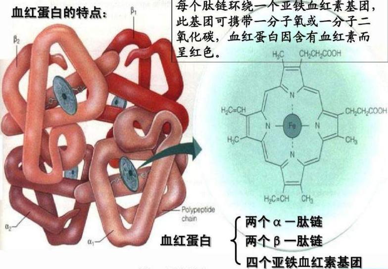 红细胞的功能主要是运输氧气和二氧化碳.