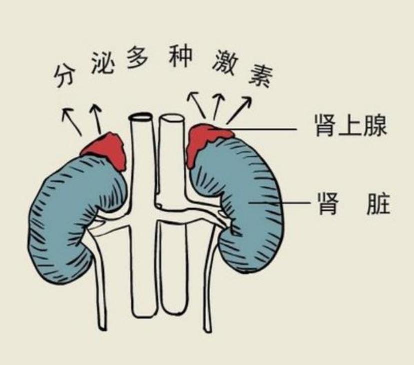 肾上腺是肾脏上方的一个脏器,属于内分泌器官(图1),嗜铬细胞瘤多源于