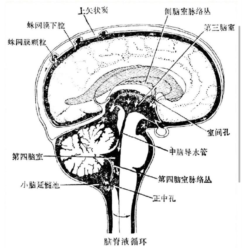 脑脊液循环人体第三循环通路