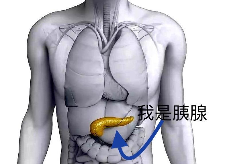 人体胰腺位置图腹中图片