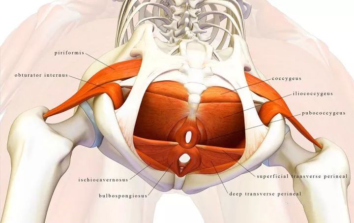盆底肌肌肉解剖图高清图片
