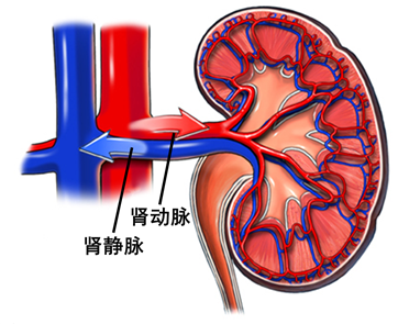 肾脏动脉解剖图图片