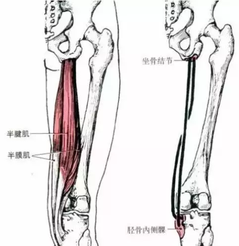 结节,上端较窄,逐渐增宽,腱膜长约14cm(其他同起点的肌肉称为腘绳肌)