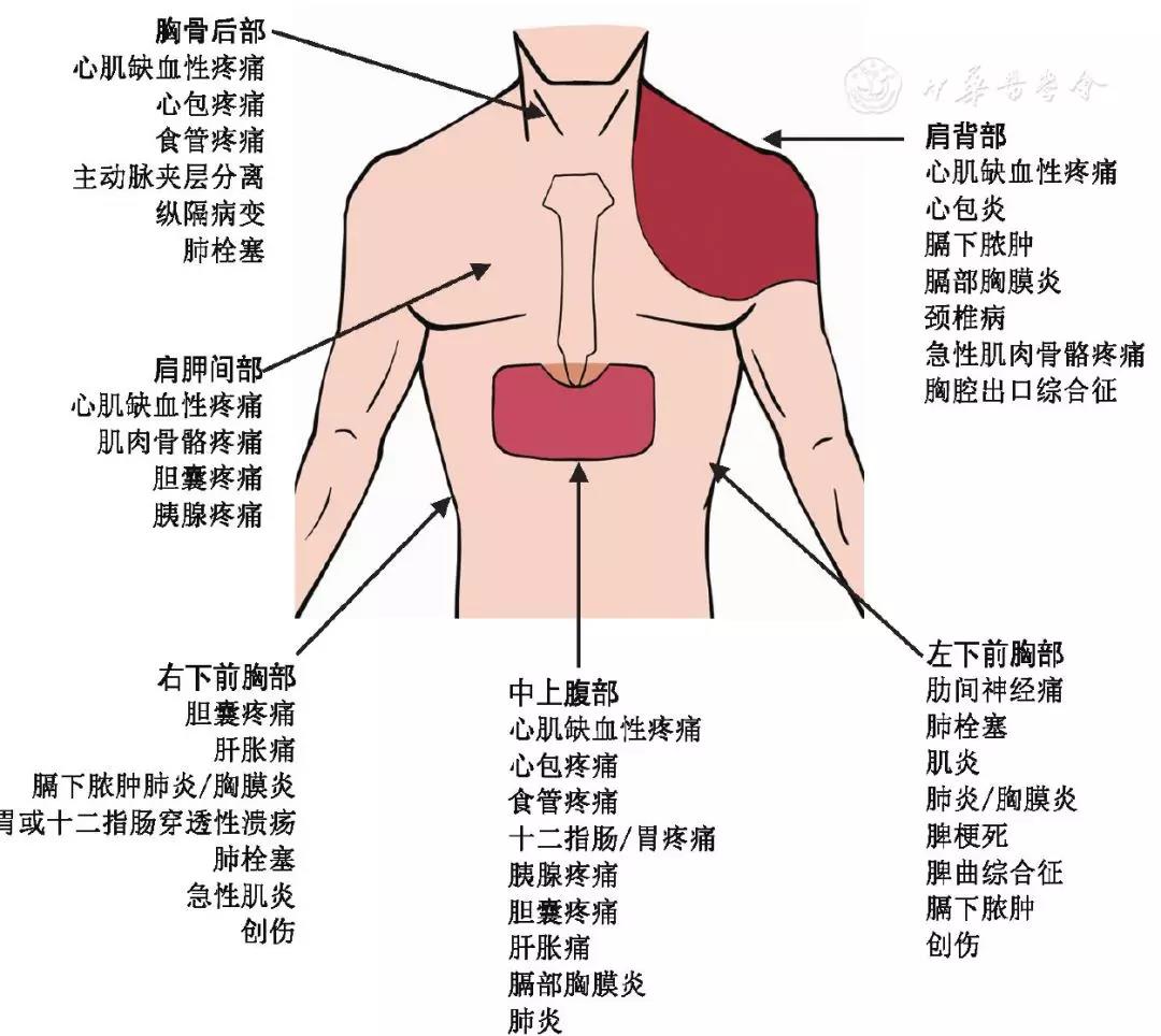 肺部疼痛位置图图片图片