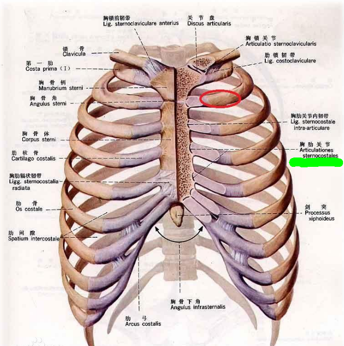 后背右肋骨疼痛位置图图片
