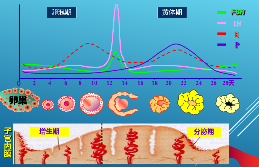 报告报告是个谜性激素六项