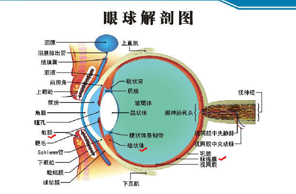 原创吃葡萄的季节谈谈葡萄膜炎