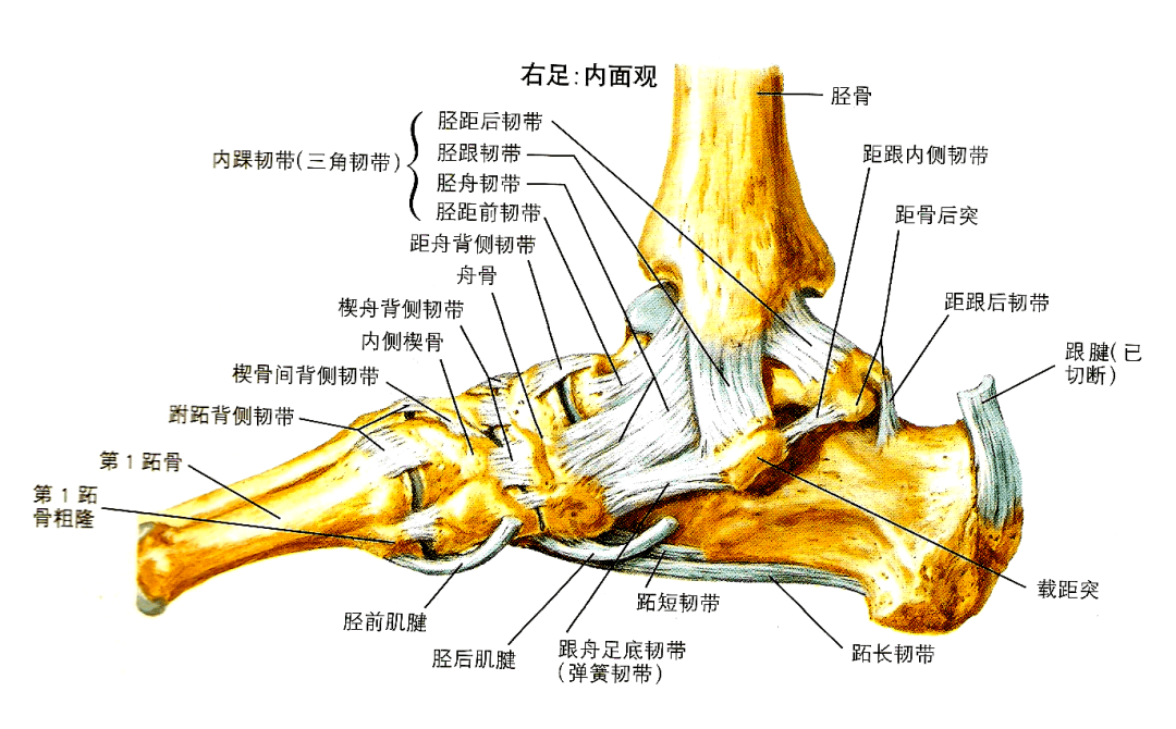 踝关节扭伤的分期康复