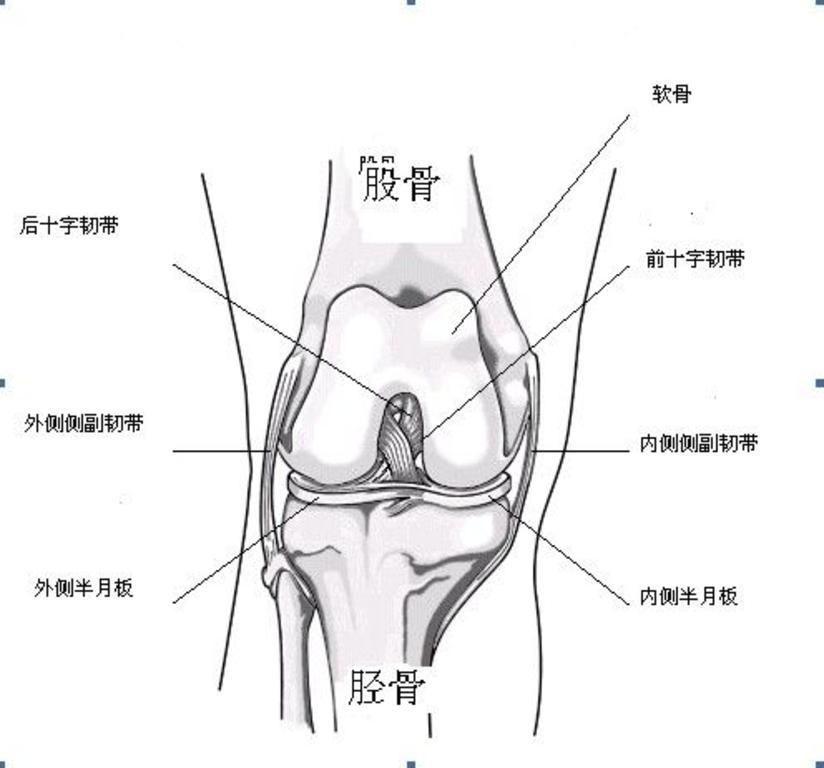 膝关节前交叉韧带 Acl 损伤 健康号 微医