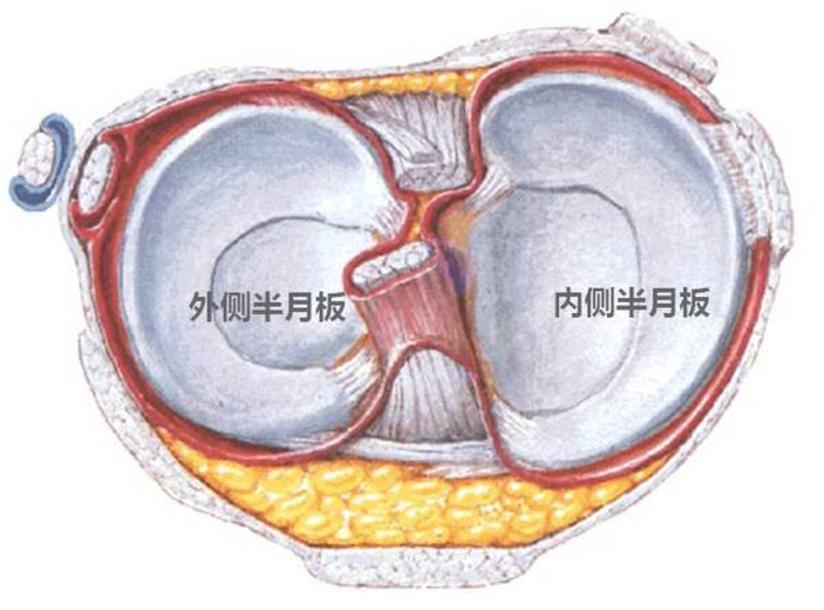 半月板损伤 半月板损伤了怎么办 健康号 微医