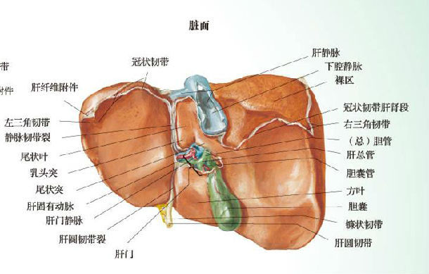 肝左内叶位置图图片