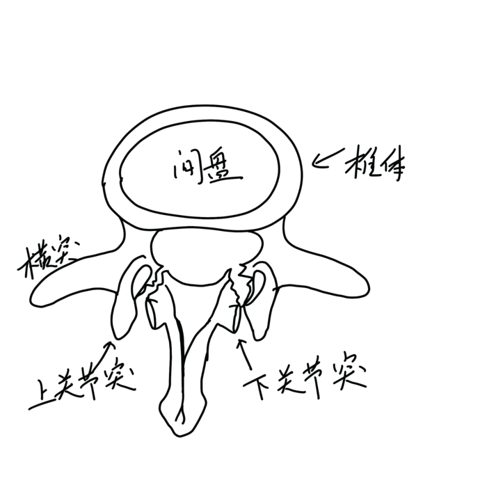 疾病介绍|漫谈椎弓峡部裂