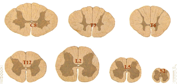 脊髓的功能解剖_王祥瑞医生文章_上海市东方医院北院-微医