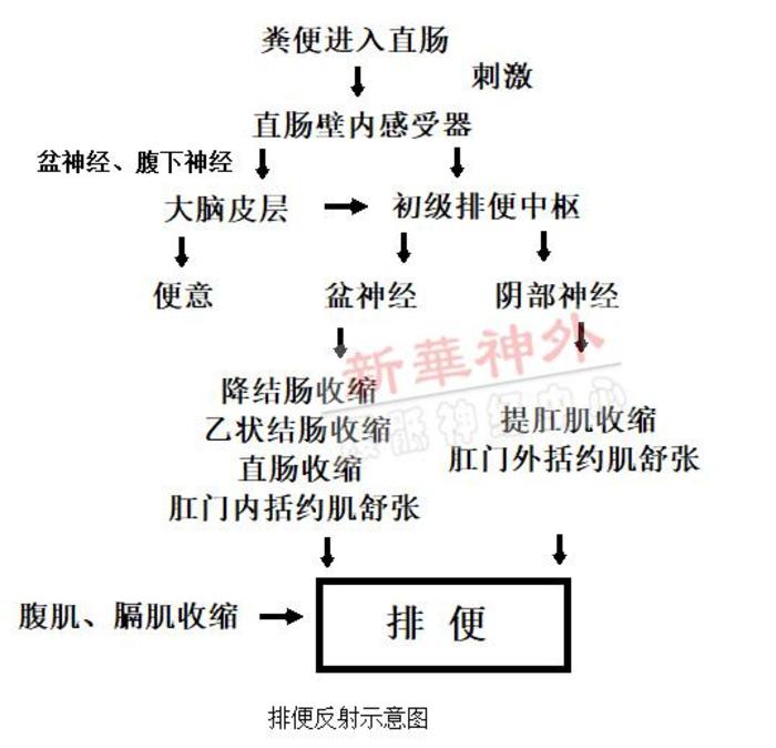 和早饭后产生的胃结肠反射,都可促进结肠集团蠕动,产生排便反射