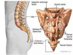 尾结骨的位置图片图片