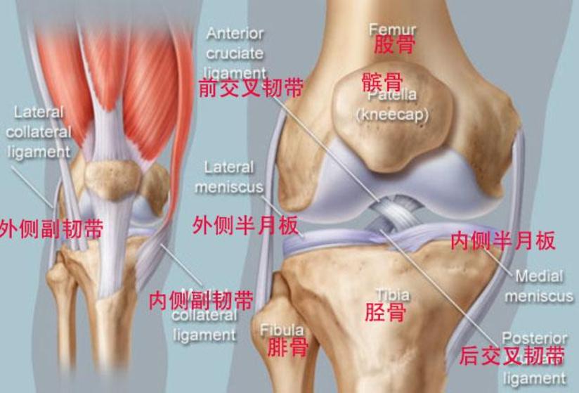 我的膝关节为什么会发响 健康号 微医