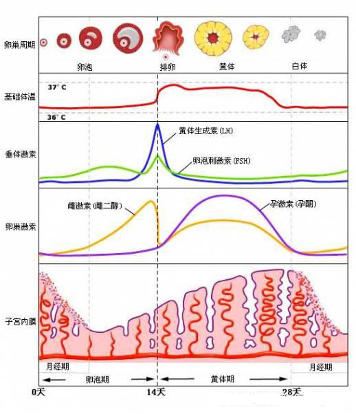 性激素检查的临床意义及检查时间要求