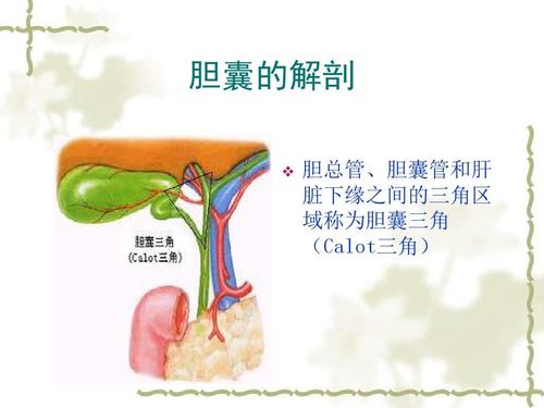 腹腔镜胆囊切除术的并发症和处理1,胆总管损伤解剖胆囊三角的关键是