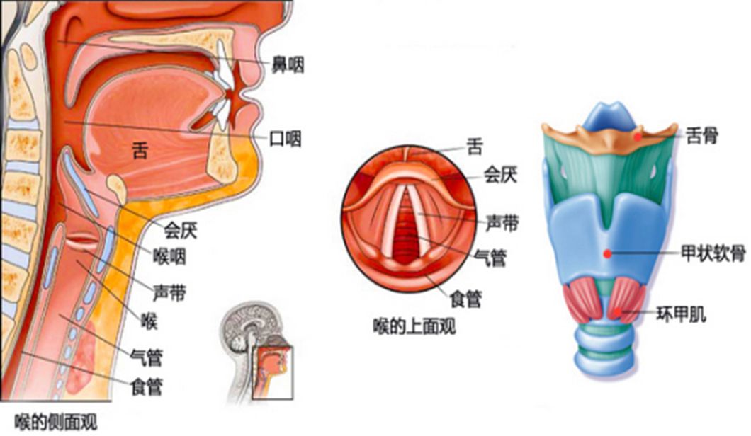 喉部按摩