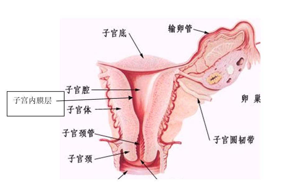 宫腔线居中图片