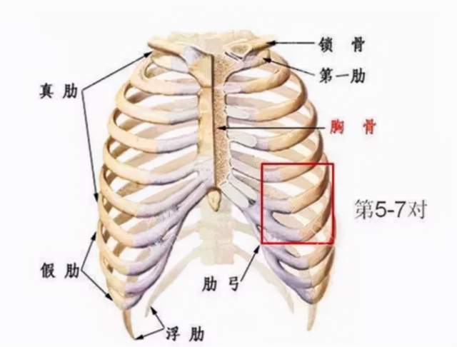 第二肋骨位置图片
