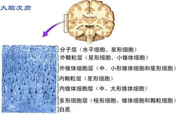 梭形细胞:属投射神经元,组成投射纤维或联合纤维颗粒细胞:是大脑皮质