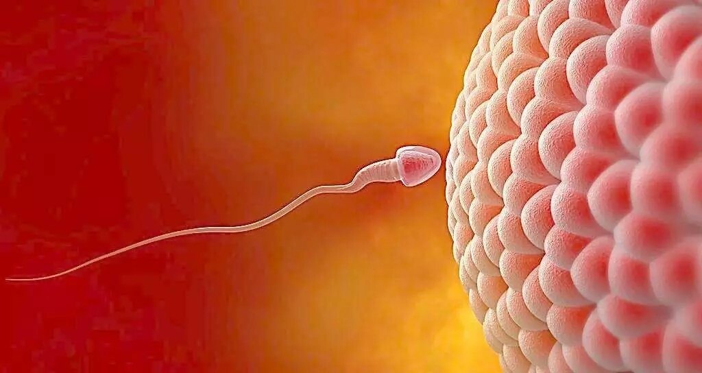 精子和卵子那点事