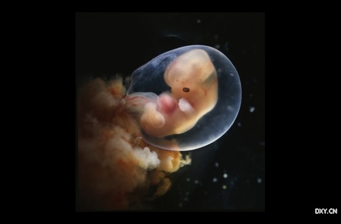 受精后5-6天时,受精卵来到子宫并发育成囊胚,已经包含许多细胞8天后