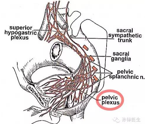 医学笔记与盆腔自主神经关系密切的三个筋膜